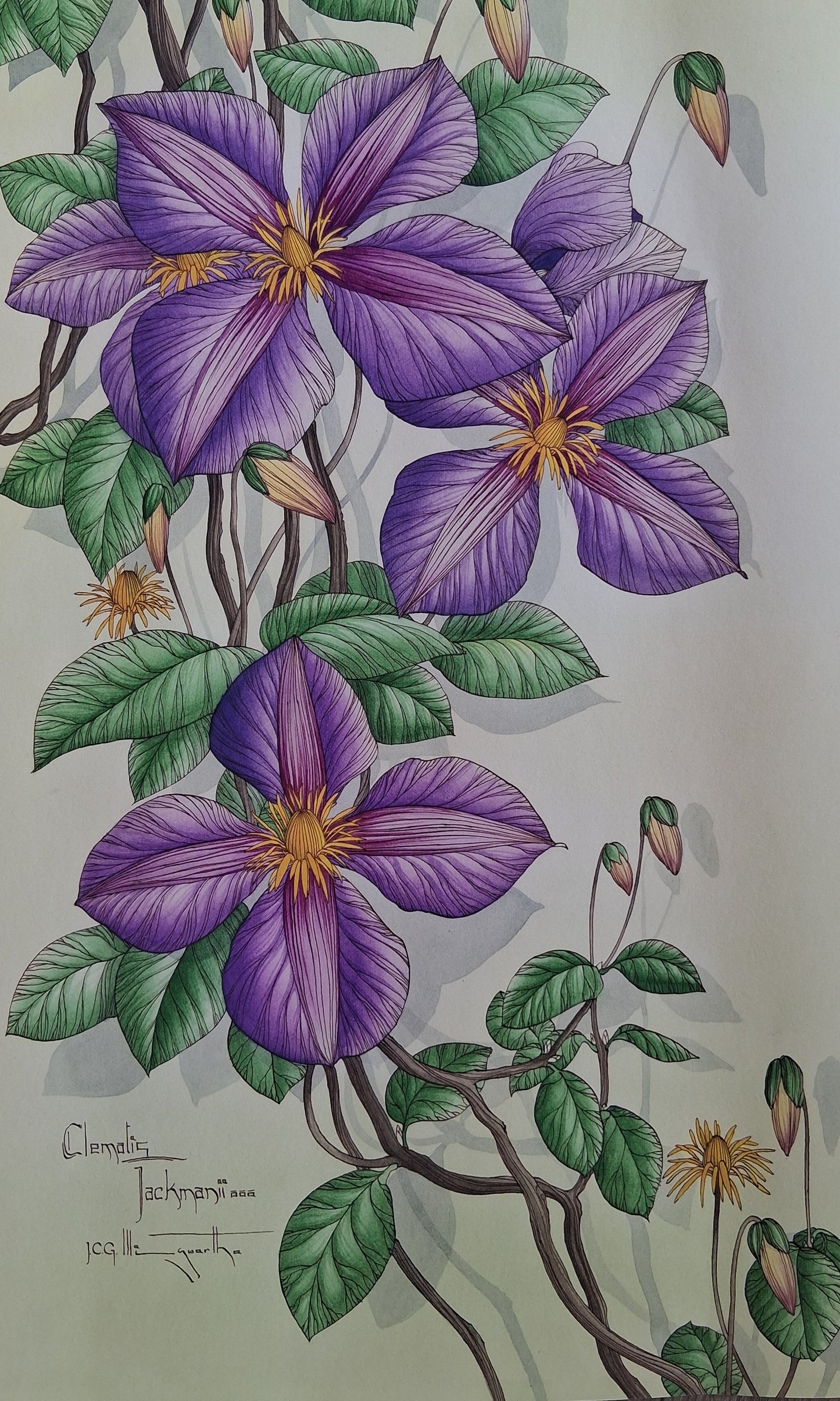 Graham Illingworth. CLEMATIS