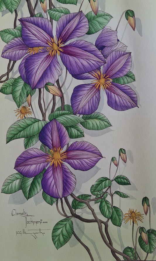 Graham Illingworth. CLEMATIS