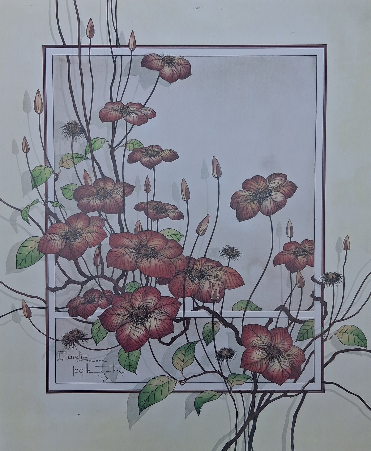 Graham Illingworth CLEMATIS 1