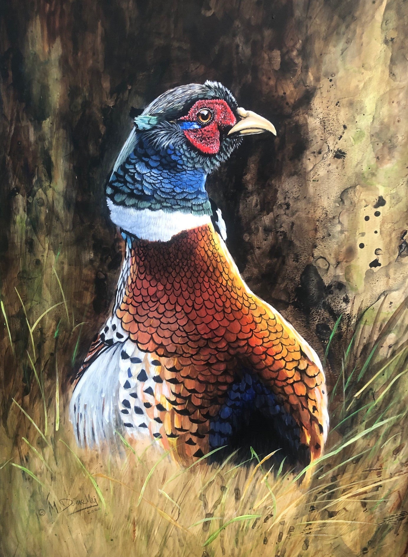 Cock Pheasant