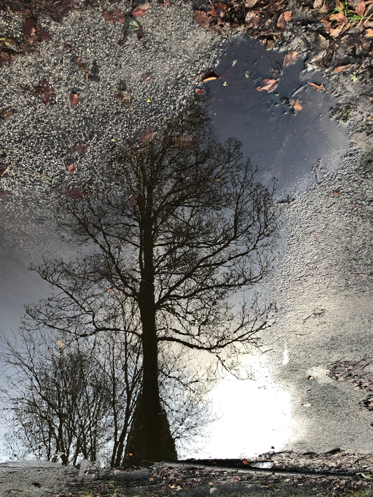 Reflection Collection #1 by Louise Sweetmore