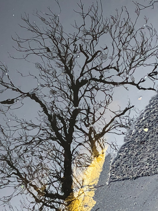 Reflection Collection #4 by Louise Sweetmore