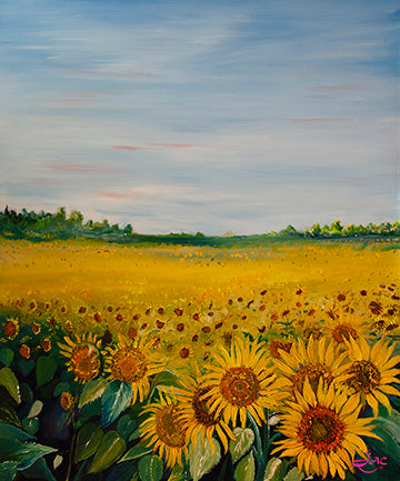 Sunflower Fields