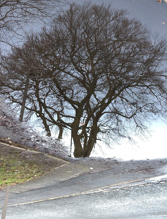 Reflection Collection #7 by Louise Sweetmore