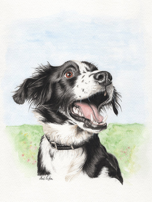 Border Collie by Artist Mark Culshaw